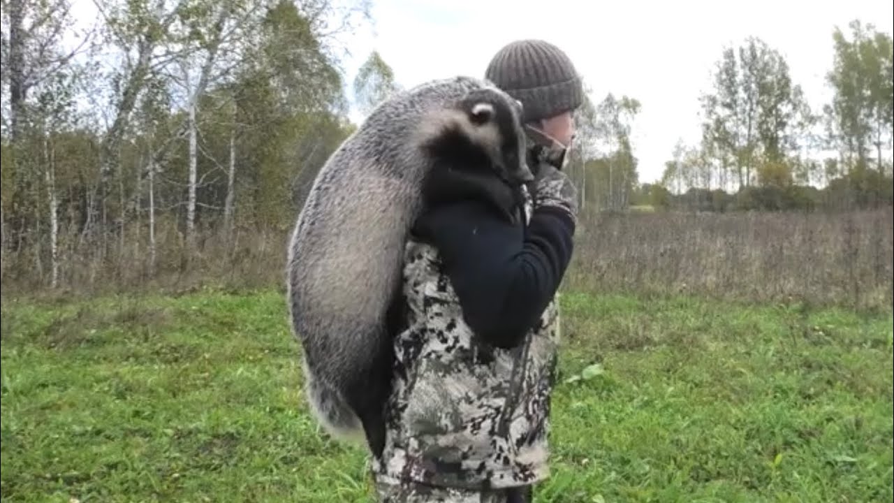 Огромный Барсук. Жирный Мощный, Сильный может сломать любую ловушку.