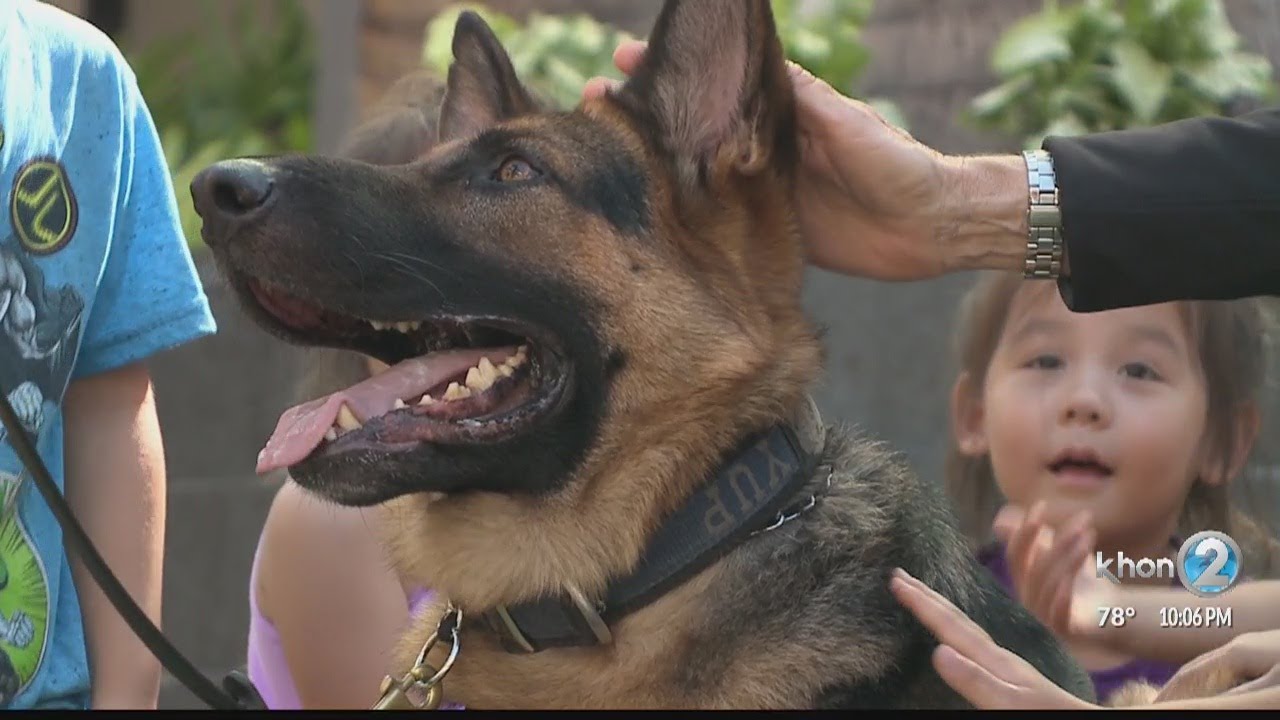 Ala Moana Center security going to the dogs