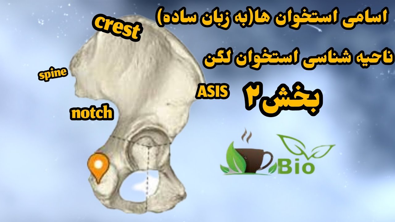 لگن، ناحیه شناسی، ایلیاک اسپاین، گلوتئوس لاین، گریتر سیاتیک ناچ، اسامی و نواحی استخوان (به زبان ساده