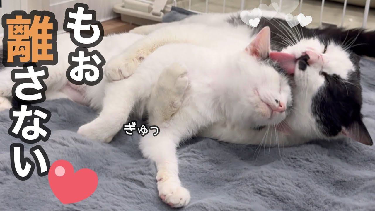 里子に行くなおみ、寂しいケンシロウが離してくれません。