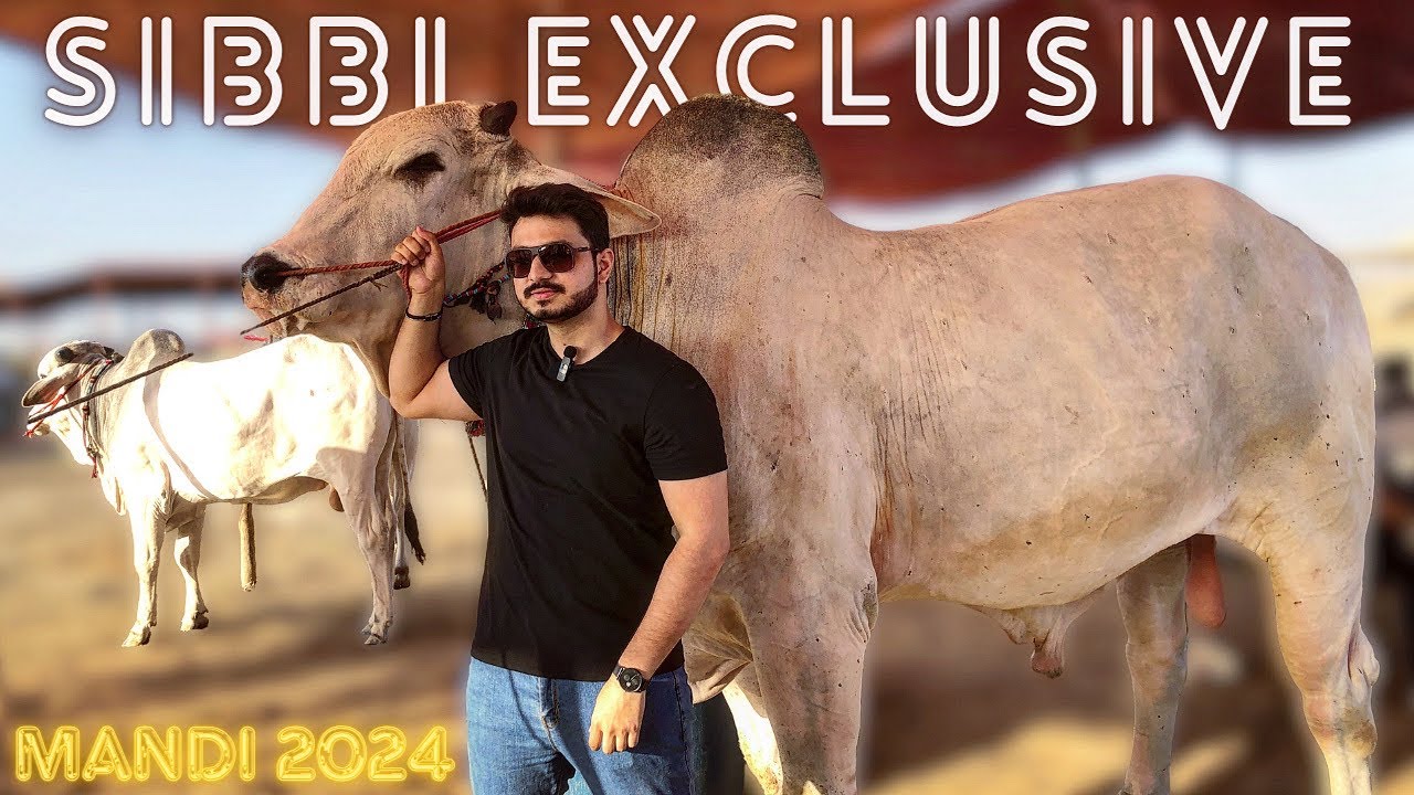 SIBBI MELA WINNER Is HERE !! Karachi Northern Bypass Mandi 2024 | All About Sibbi’s 🐄