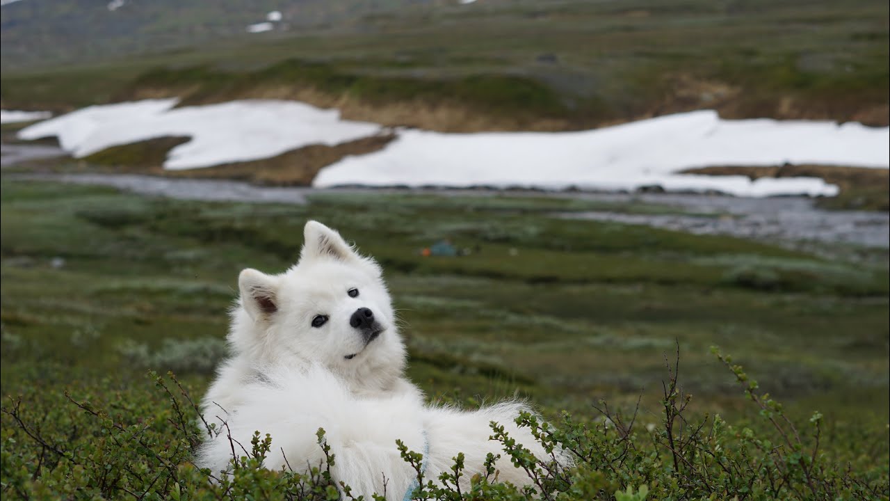 Norge på tvers med hund // across norway with samoyed