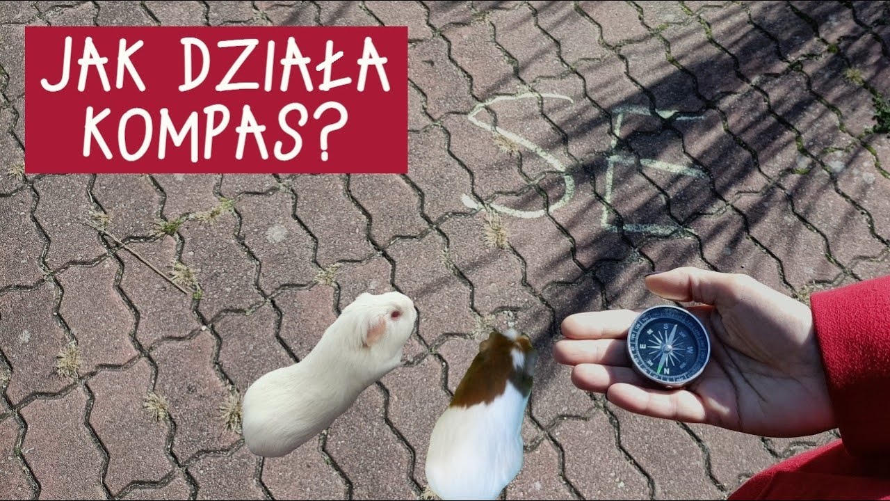 Określanie kierunków geograficznych za pomocą kompasu. Ćwiczenie w formie zabawy (lekcja przyrody)