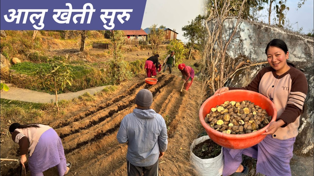 Life Ma First Time Aalu Kheti 😄 परिणाम के होला?