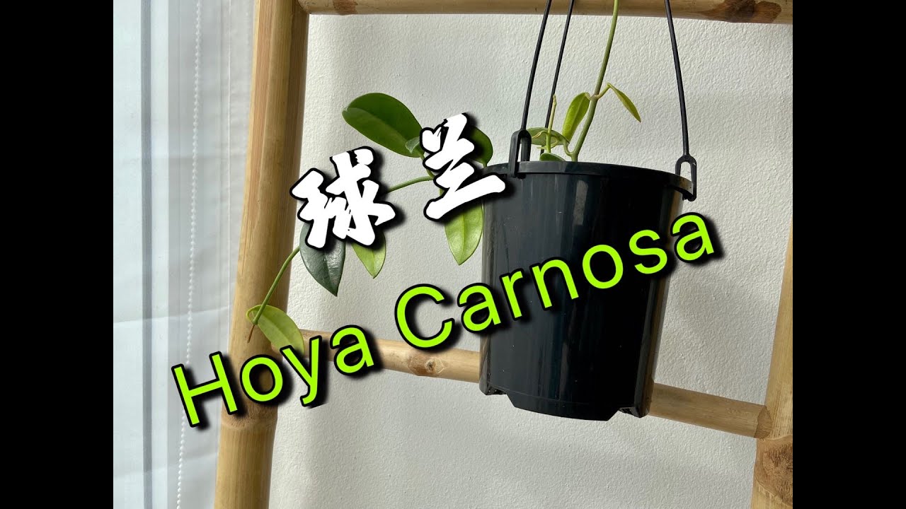 【20208】新手初识球兰，Hoya //静姐说花394