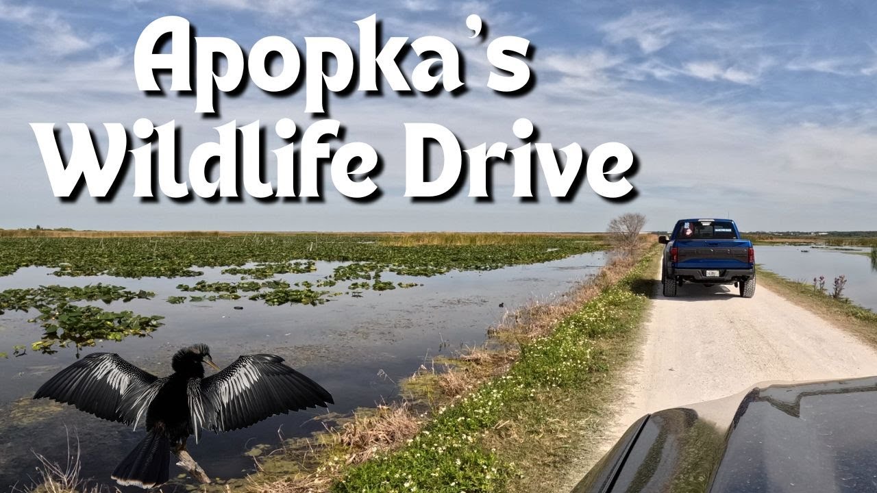 Orlando Eco Adventure - Lake Apopka Wildlife Drive
