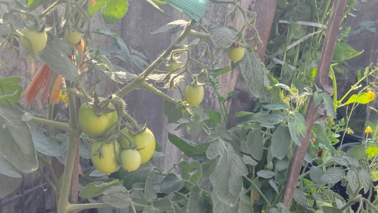 chhat wala Garden is live!