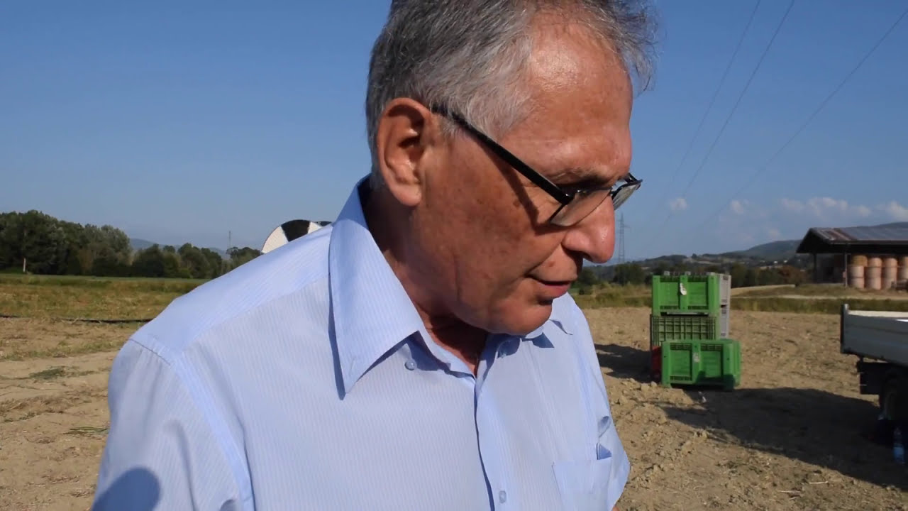A raccogliere patate del Mugello nell'azienda di Adriano Borgioli