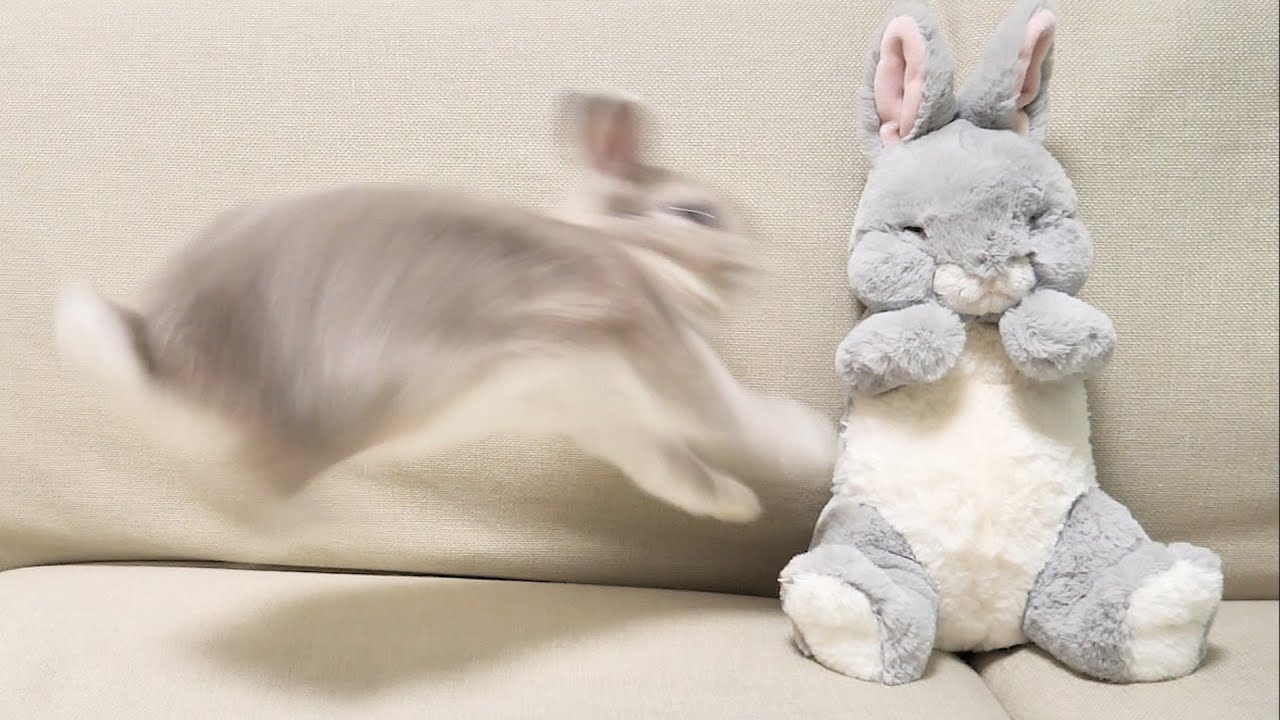 新しくやってきた新入り兎が嬉しすぎてマンガみたいな喜び方をするうさぎさん