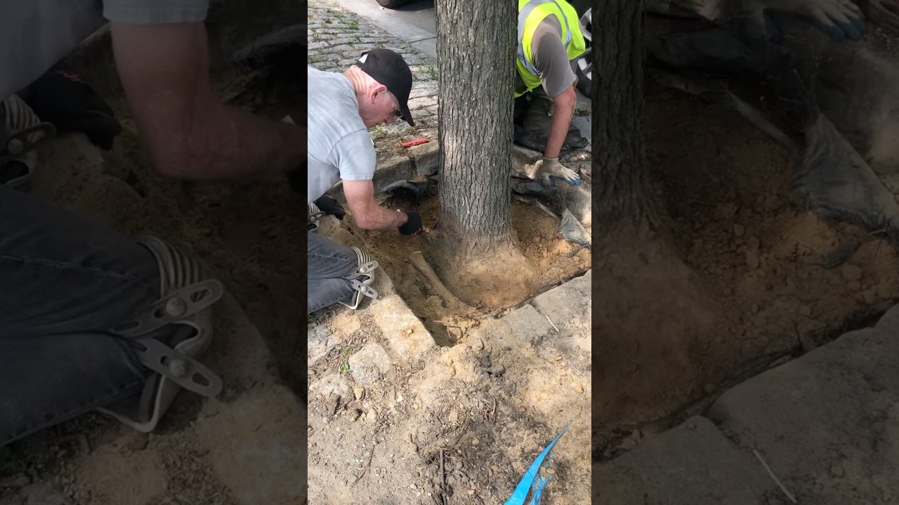 Two Common Issues with Street Trees!