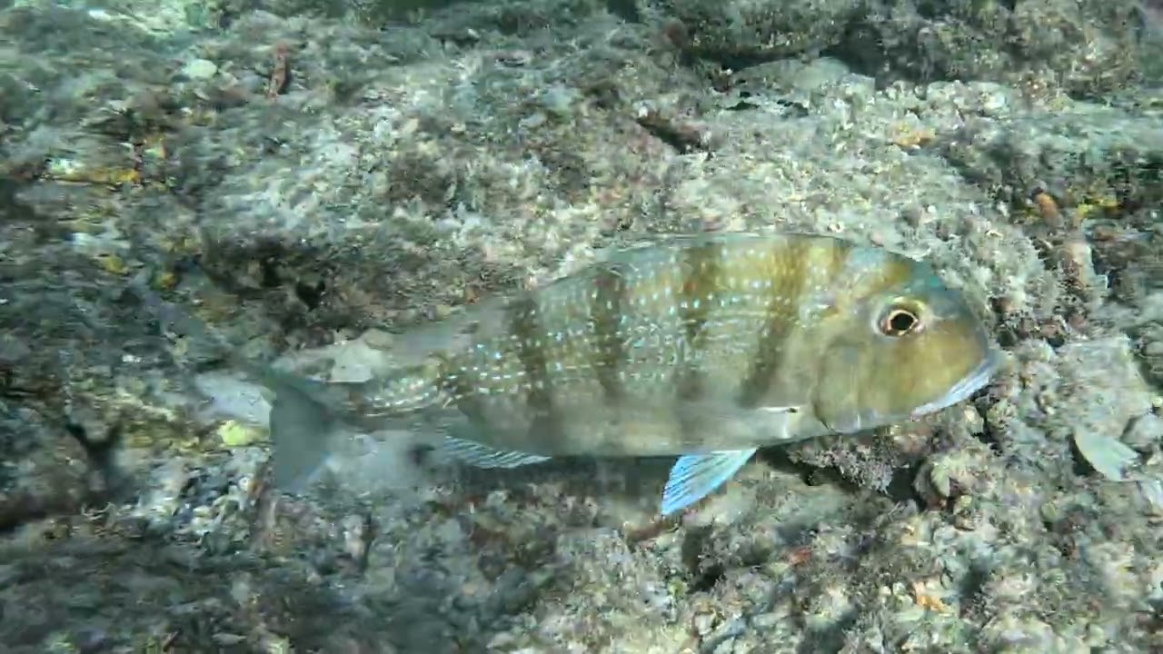 STJ Underwater-Francis Bay