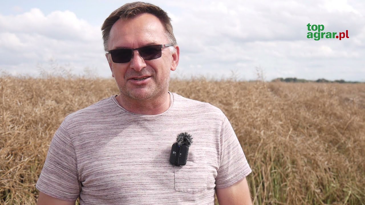 P&oacute;źne żniwa rzepaku na finiszu. Jak kształtują się plony i zaolejenie?