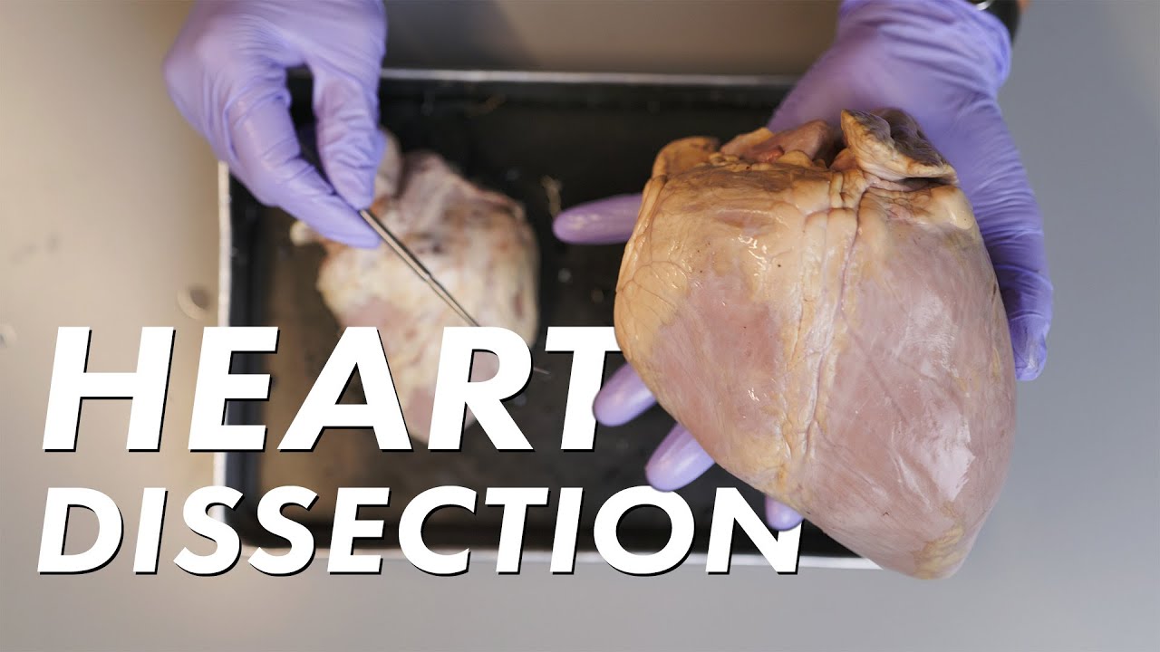 DISSECTING HEART , SCIENCE LESSON