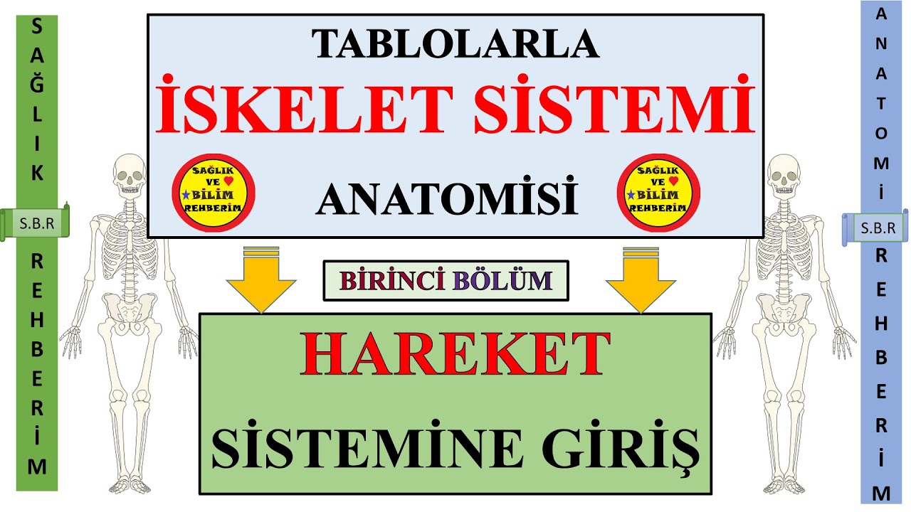 1-İskelet Sistemi Anatomisi -Hareket Sistemine Giriş , Kemiklerin Yapısal Özellikleri ,Osteon nedir?