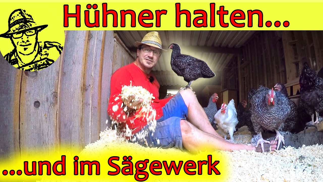 Die eigenen Hühner im Garten: Aus 