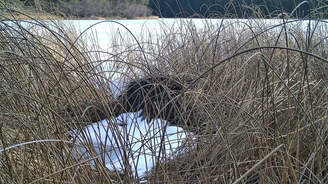 The Hidden Lodge: A Winter Vigil