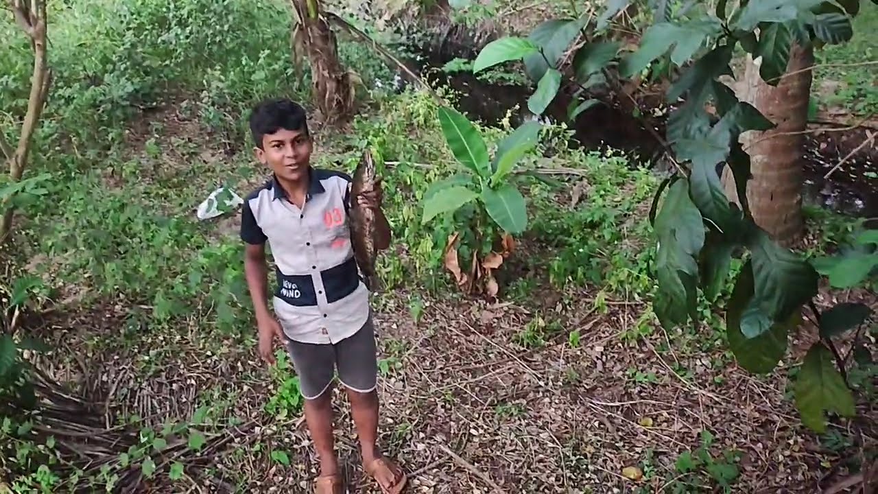 Kerala Inland Backwater Fishing | Catching Varal Fish (Snakehead Murrel - Channa striata) in Kerala