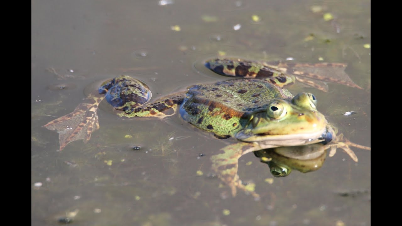 Vårkonsert i Höjeådalen 2018-05-20