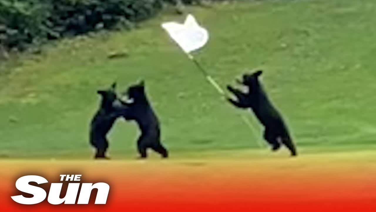 BEARS play Capture the Flag & charge around golf course in close encounters