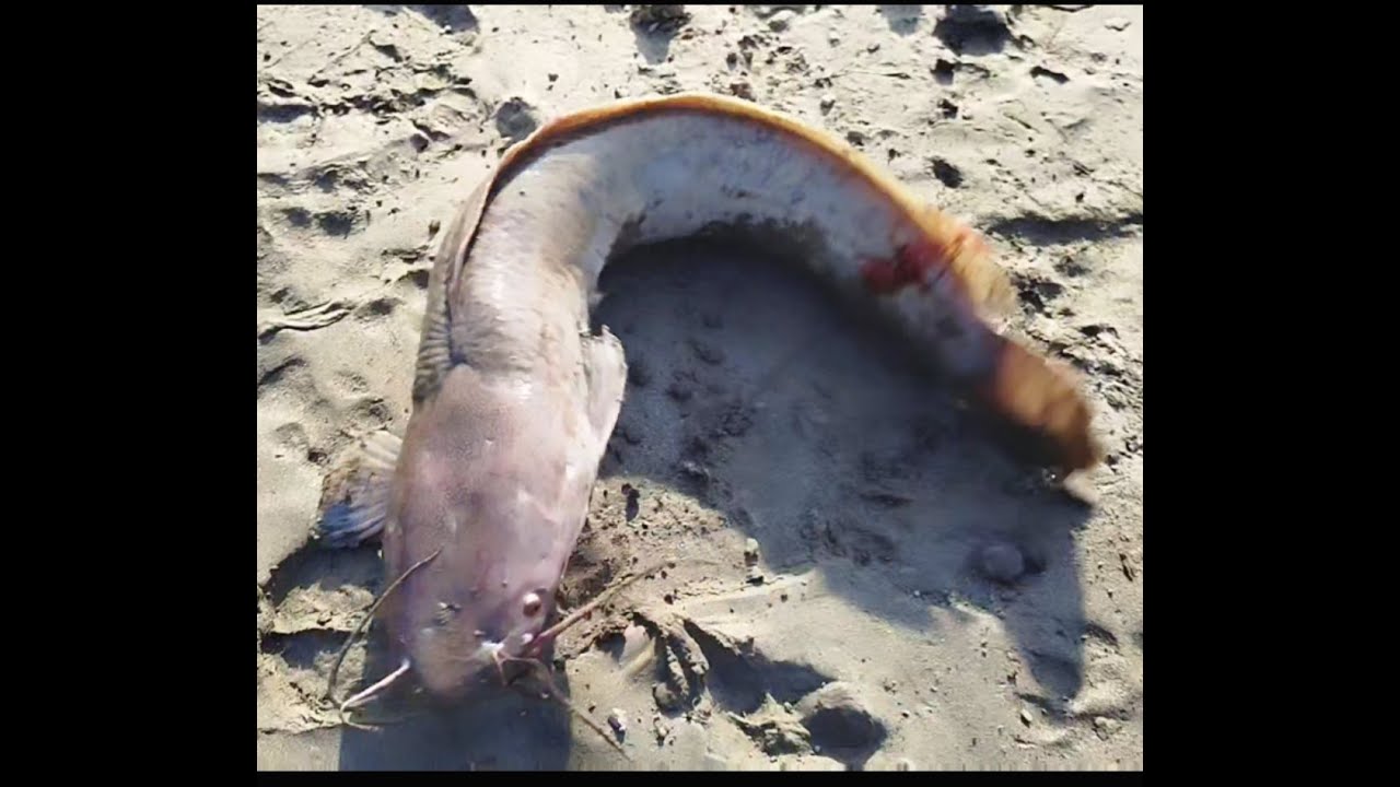 Fishing / handline fishing / yamuna river / mangur (catfish) / fish with brothers
