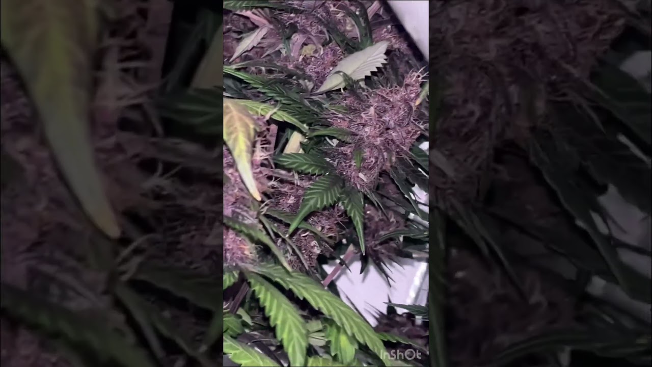 Indoor casero, cultivo con 3 galponeras 2 fr&iacute;as y 1 c&aacute;lida. Genetica: Purple Punch Auto