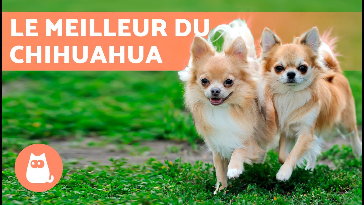 AVANTAGES et INCONVÉNIENTS d'avoir un CHIHUAHUA 🐶✅ (Top 5 RAISONS)