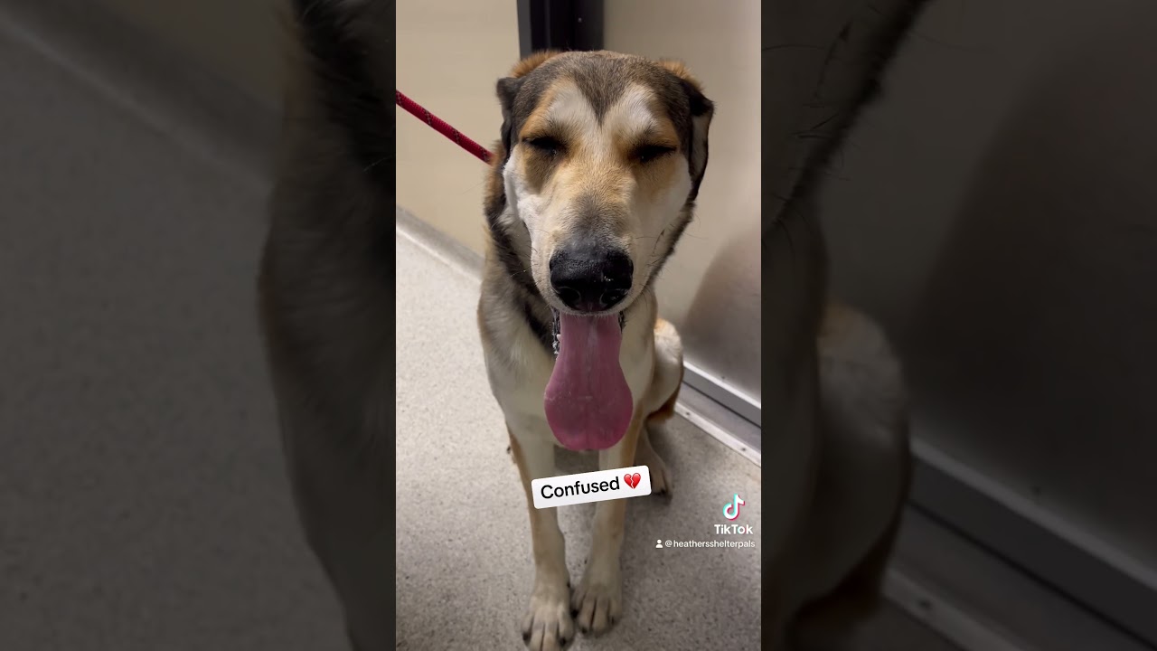 Returned to the shelter for being too big S&rsquo;mores #A580287 Kennel 554 #dog #shelterdog #adopt #dogs