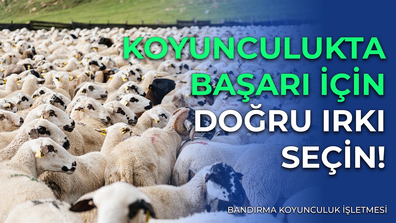 Koyunculukta Irk Seçiminin Önemi