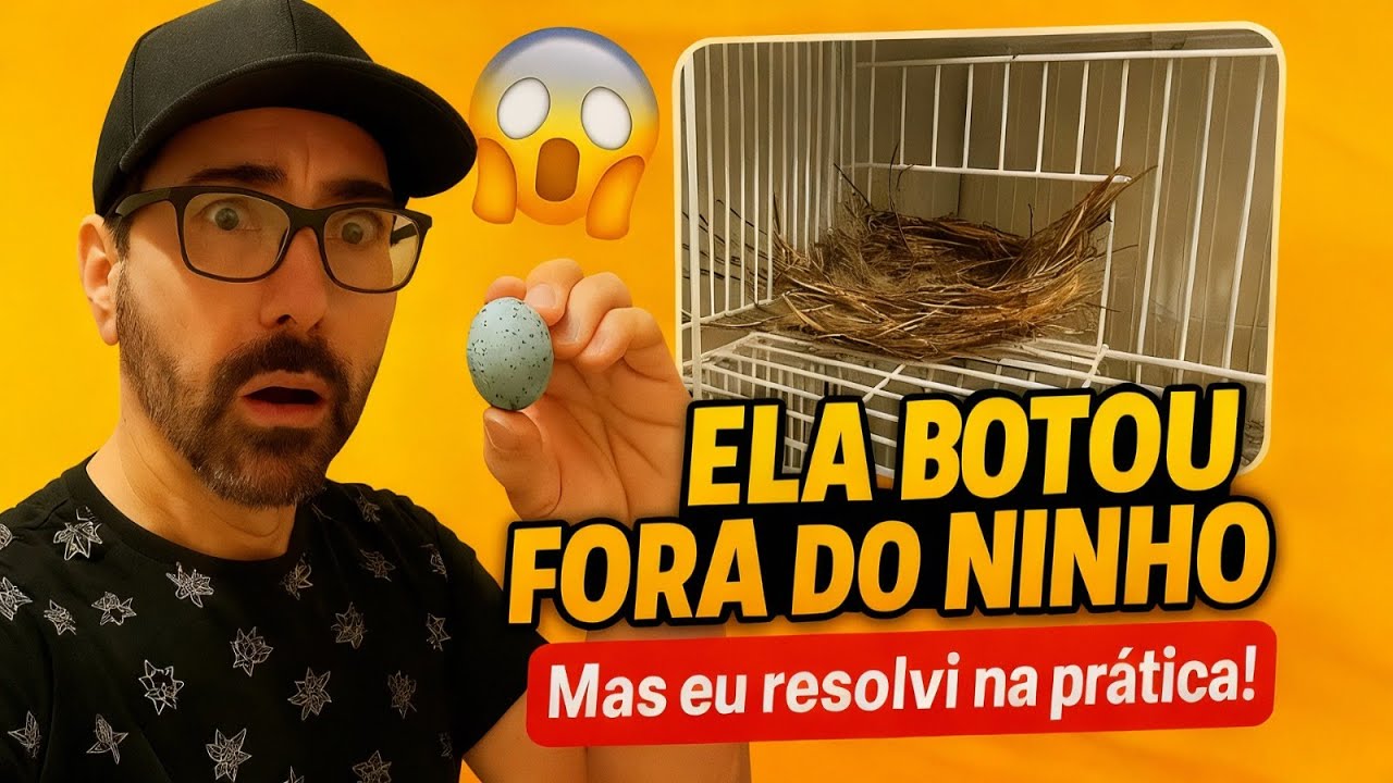 Fêmea botando fora do ninho: o que fiz pra resolver (resultado real no meu criatório)