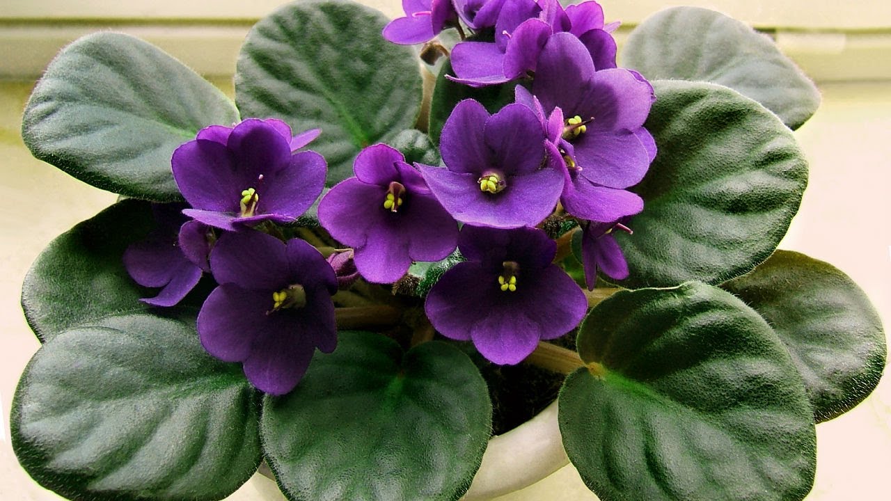 Jak dbać o fiołki alpejskie, żeby często kwitły? - wiem