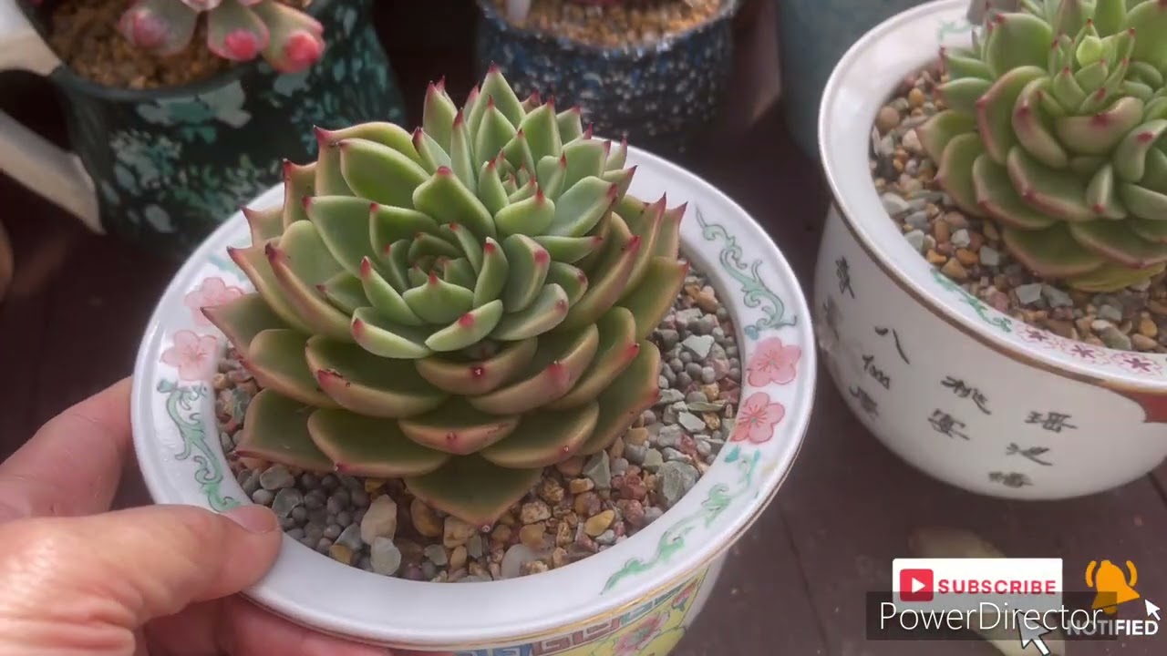 Single head succulent plant changing to Multihead