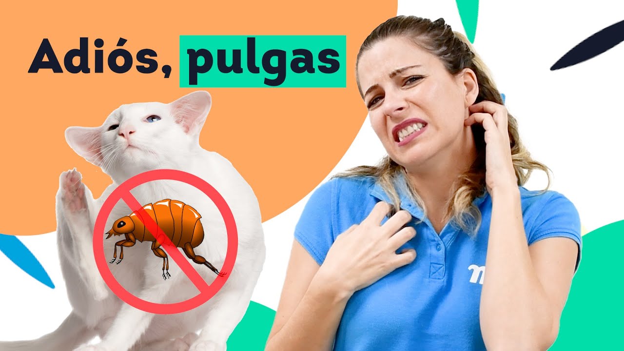 🙀 Mi GATO tiene PULGAS 🦗 Solución