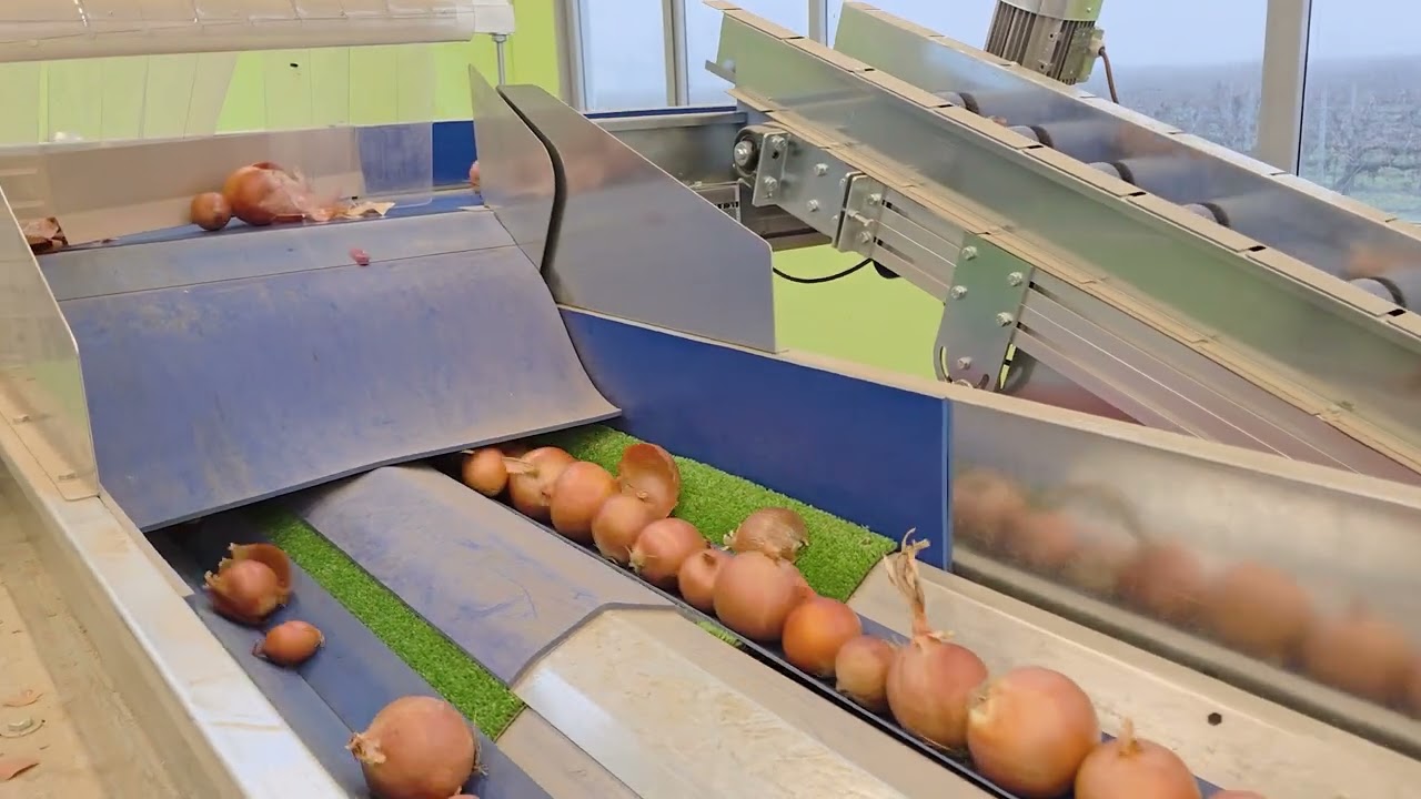 Onion Grading Line