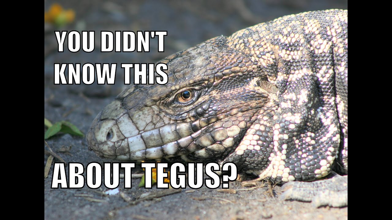 3 Things You Didn't Know Your Tegu Could Do