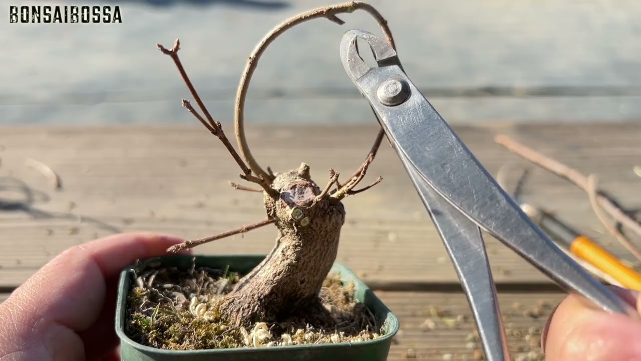ミヤサマカエデの素材いじり１４ #盆栽 #bonsai