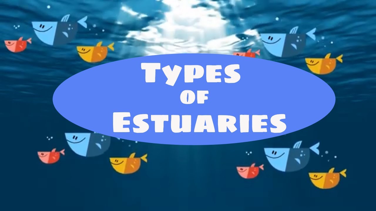 Types of Estuaries
