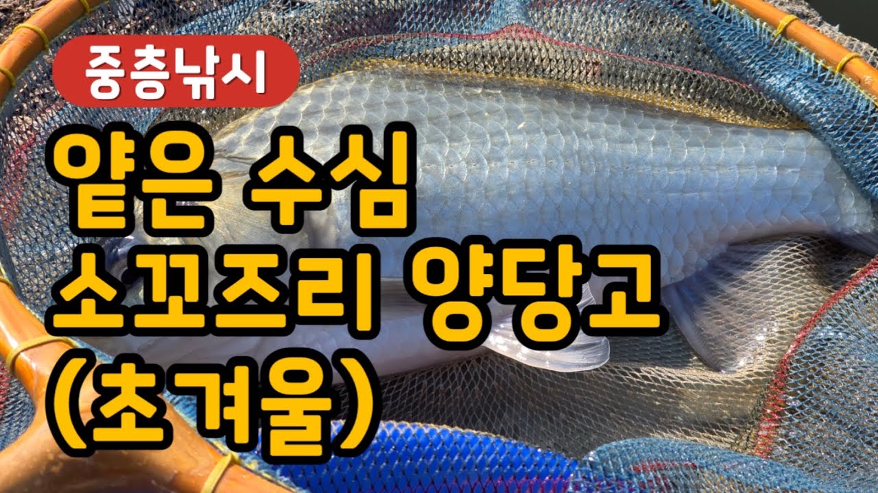 [중층낚시] 얕은 수심 소꼬즈리 양당고(초겨울)