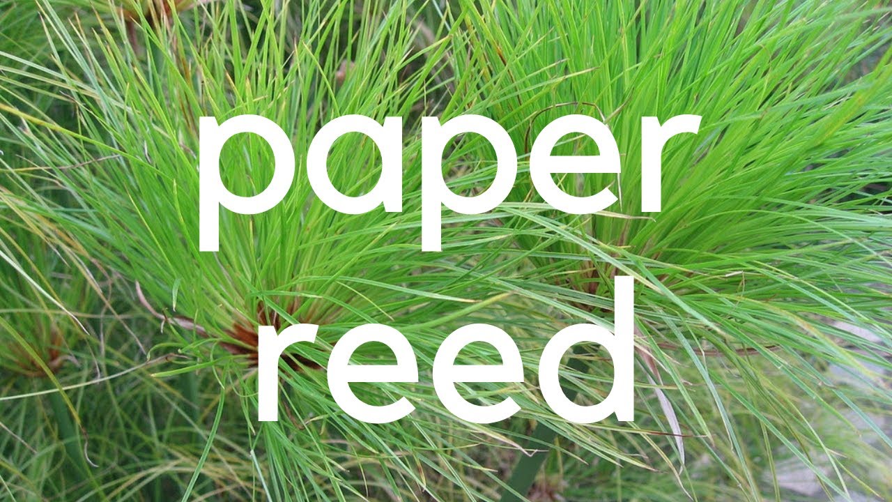 Easy Care Water Plant, Cyperus Papyrus, Umbrella Plant, care and propagation Malayalam