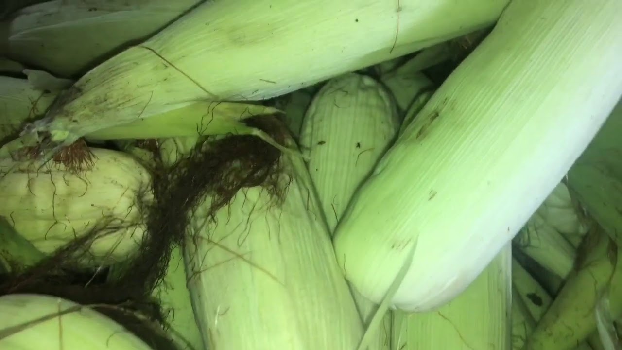 25 August 2020 Making Dukunu
