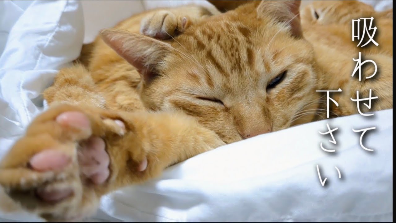 カメラ止めたあと、すごい吸いました。