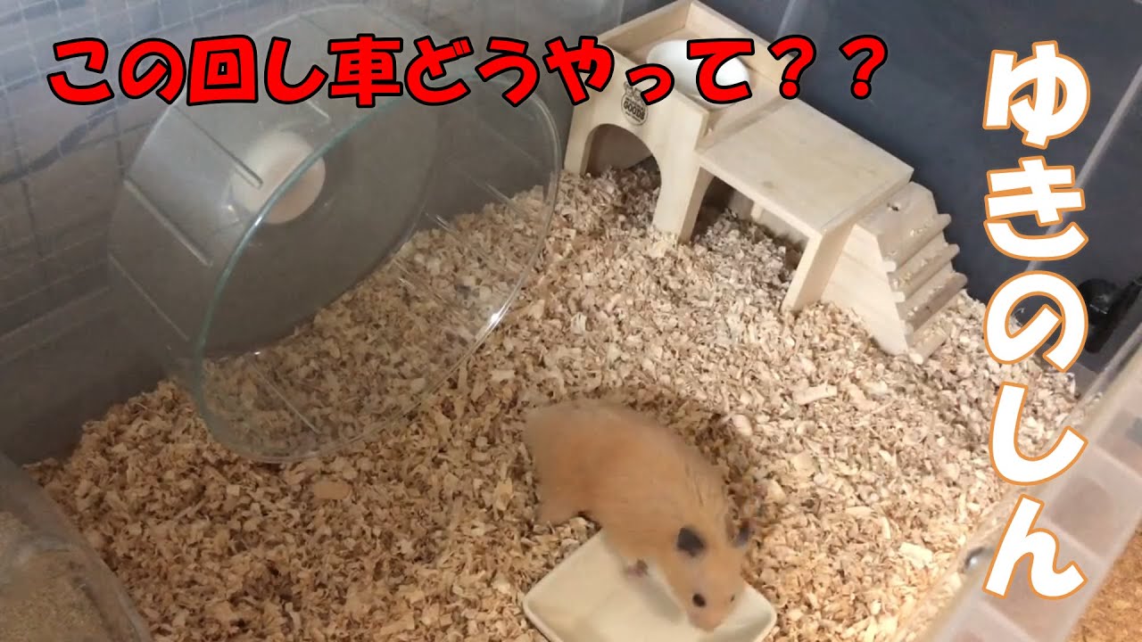 『回し車の取付け説明をしてみる』の回【ゆきのしん】