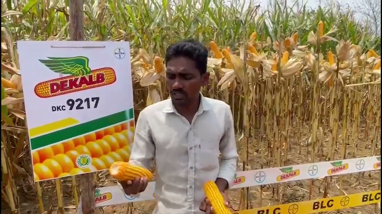 DeKalb 9217 – кукуруза, полная зелени 🌾 | Bayer Crop Science India | Отзыв на телугу 1