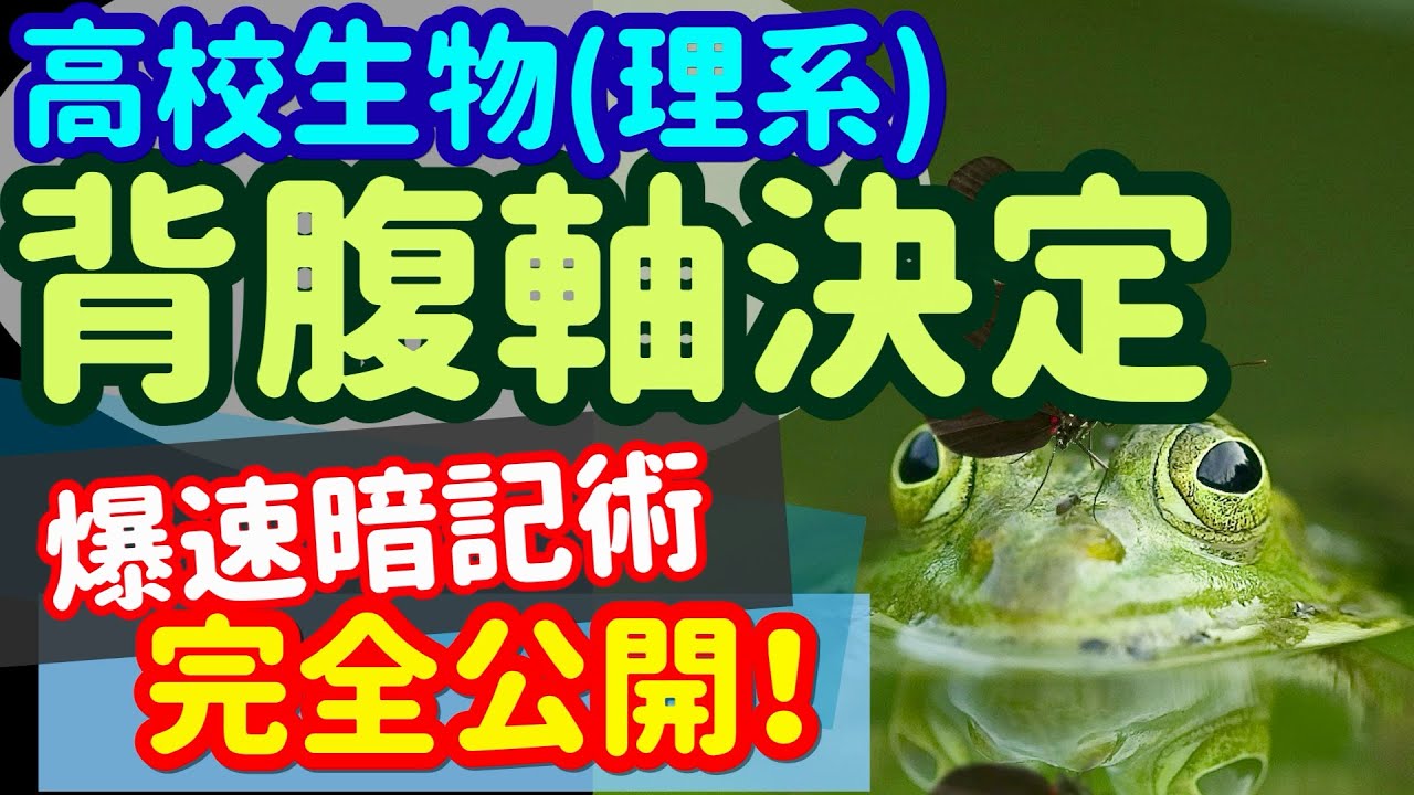 【高校生物 37】発生【βカテニンなど】を宇宙一わかりやすく