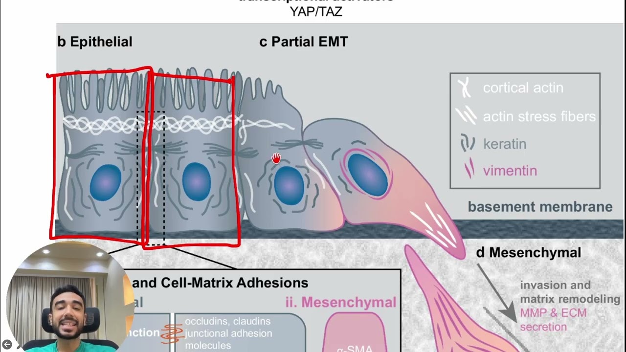 Cancer plasticity and drug resistant