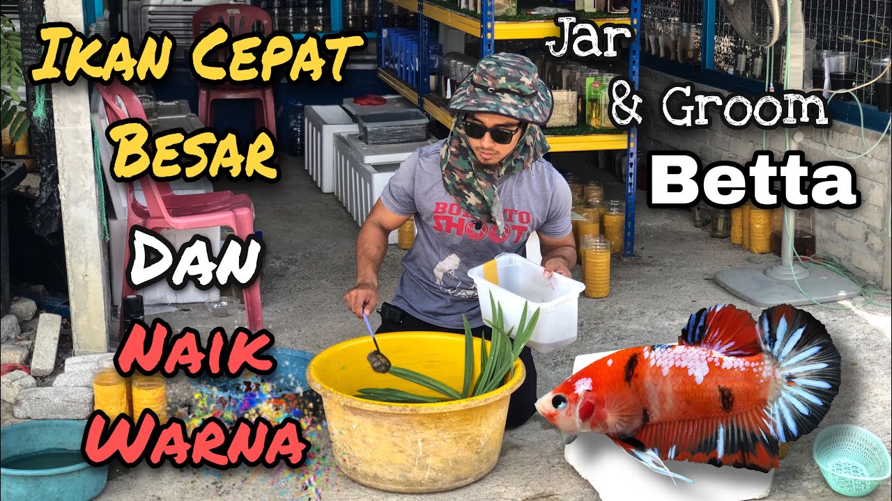 Groom & Jar Ikan Laga/Betta Cara Senang