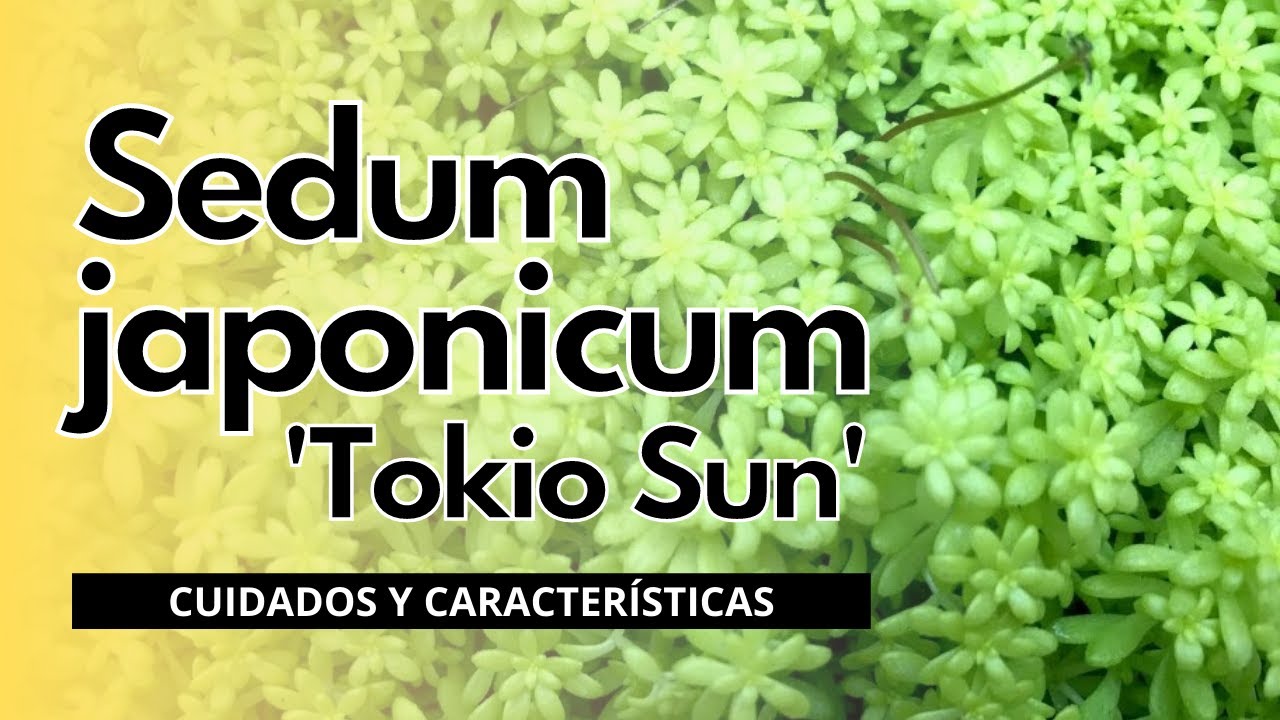 Sedum japonicum Tokio Sun 💛 | Cuidados y Características