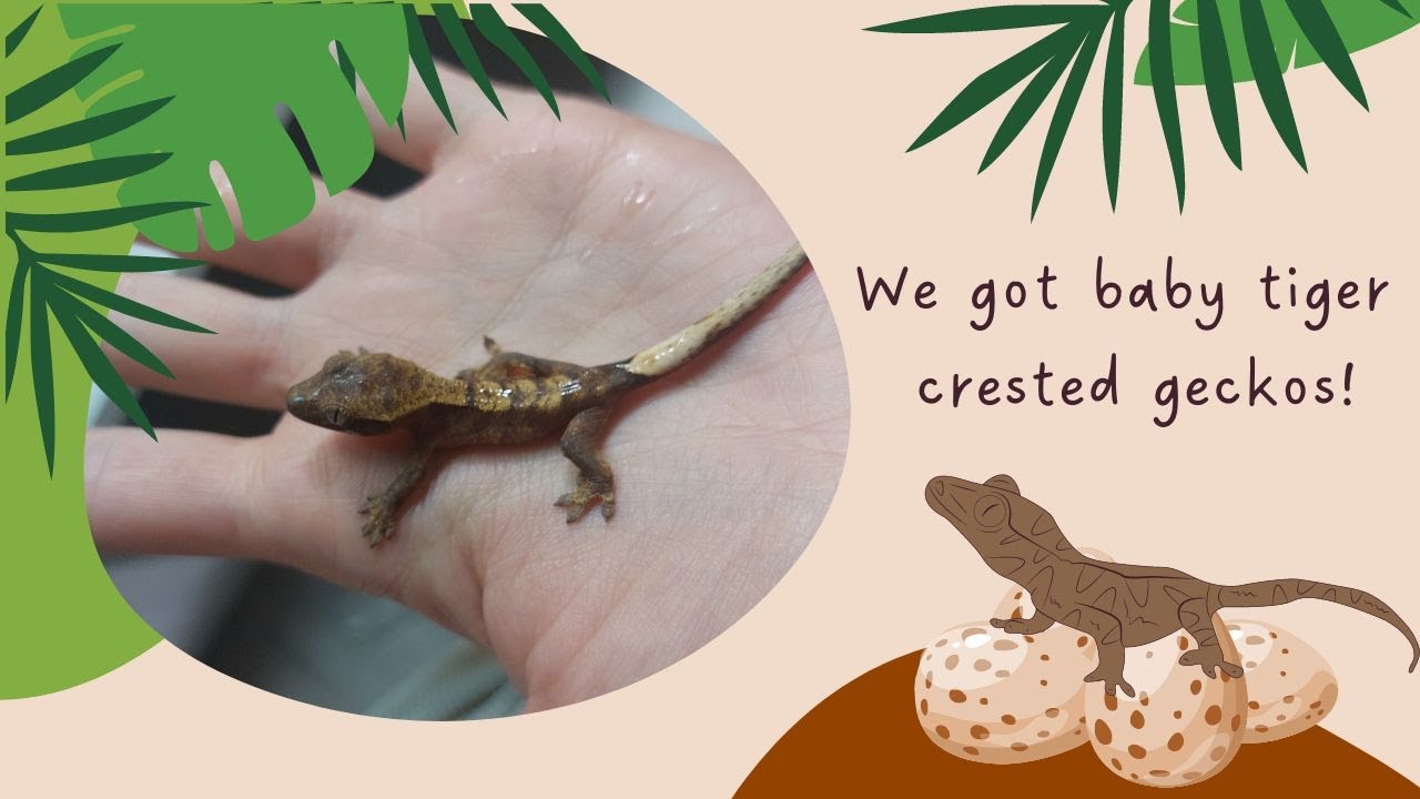 Wimpergekko eieren komen uit in mijn handen 😍