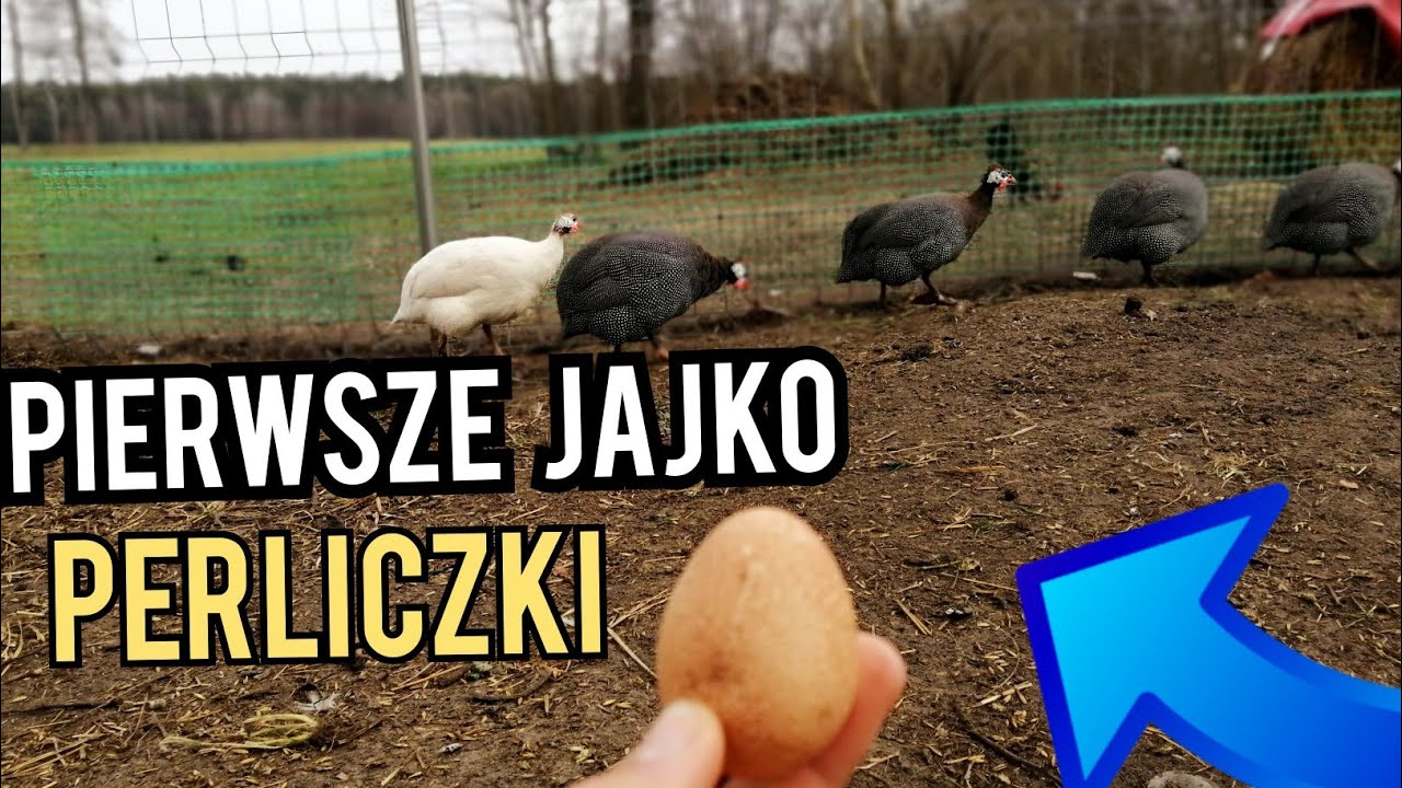 Pierwsze jajko perliczki 🥚- sezon 2023.
