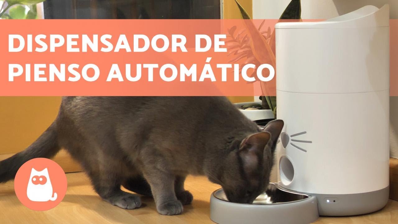 COMEDEROS AUTOMÁTICOS para GATOS 🐱 (Ventajas y Cómo funcionan)