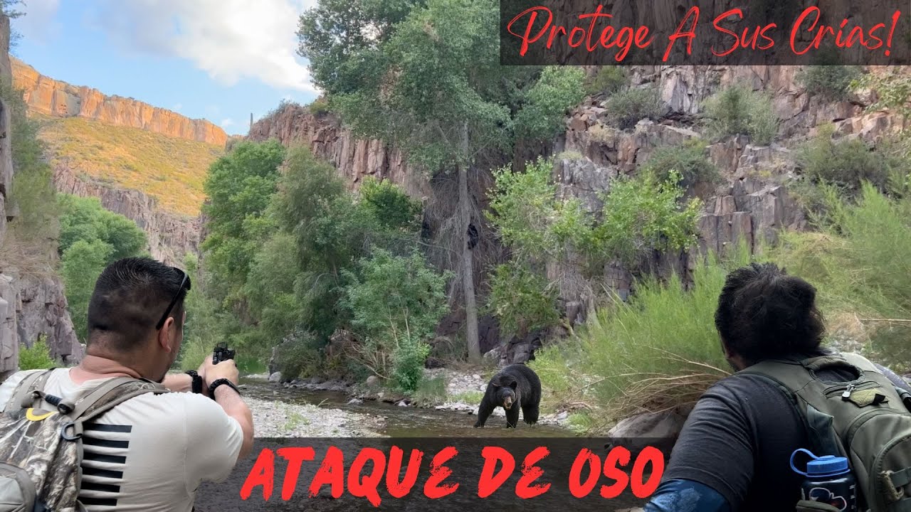 ATAQUE DE OSO! PROTEGE A SUS CRIAS! || Supervivencia Sonora